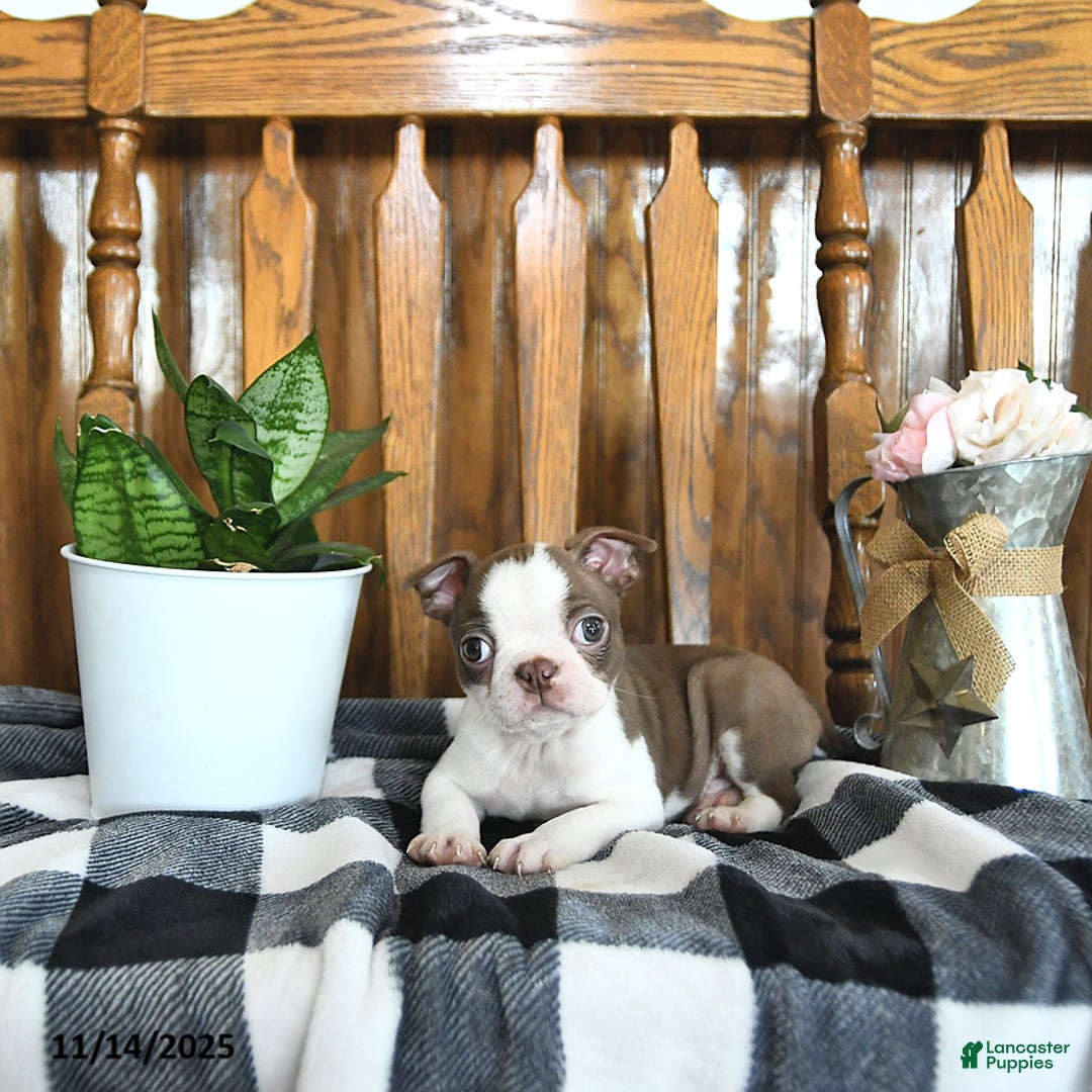 Boston Terrier dogs for sale: Trent - Ad 8