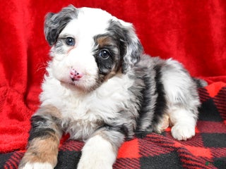 Bernedoodle dogs - Ad 9