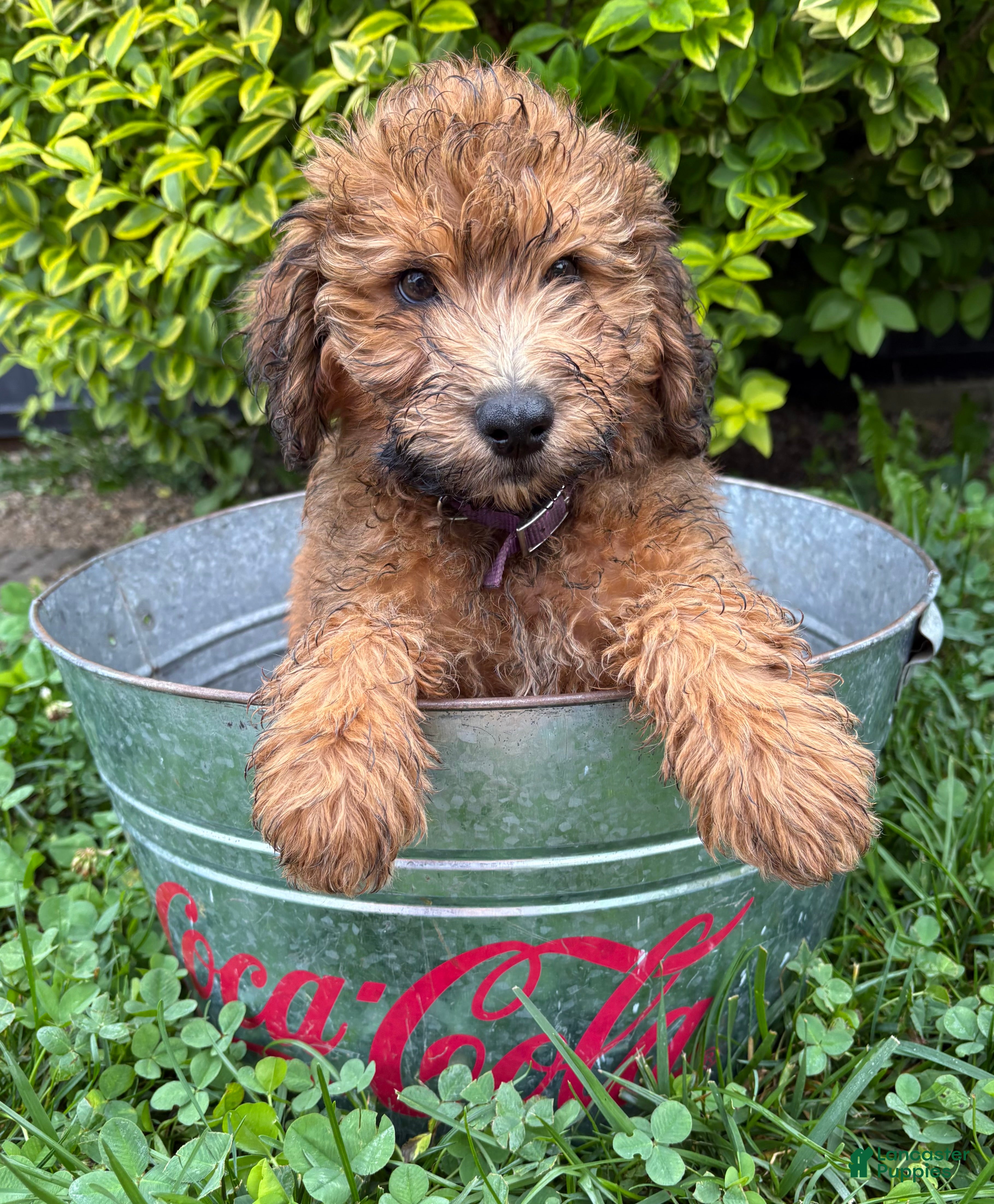 Whoodle dogs Melody - Ad 2
