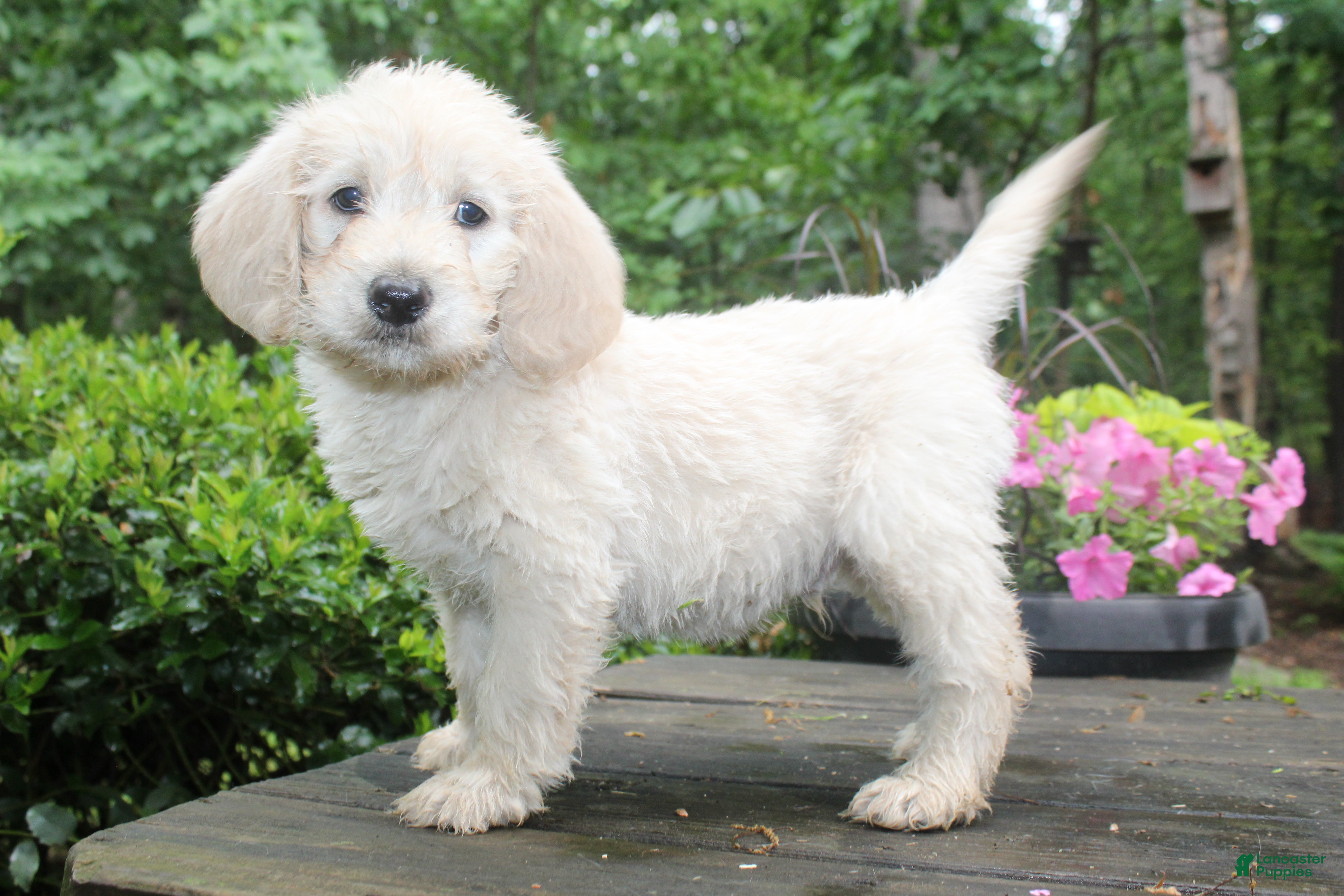Labradoodle dogs Labradoodle Puppy 2 - Ad 1