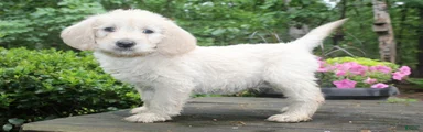 Labradoodle Puppy 2