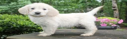 Labradoodle dogs for sale: Labradoodle Puppy 2 - Ad 1