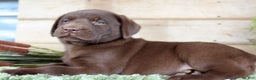 Labrador Retriever dogs for sale: Duke  - Ad 2