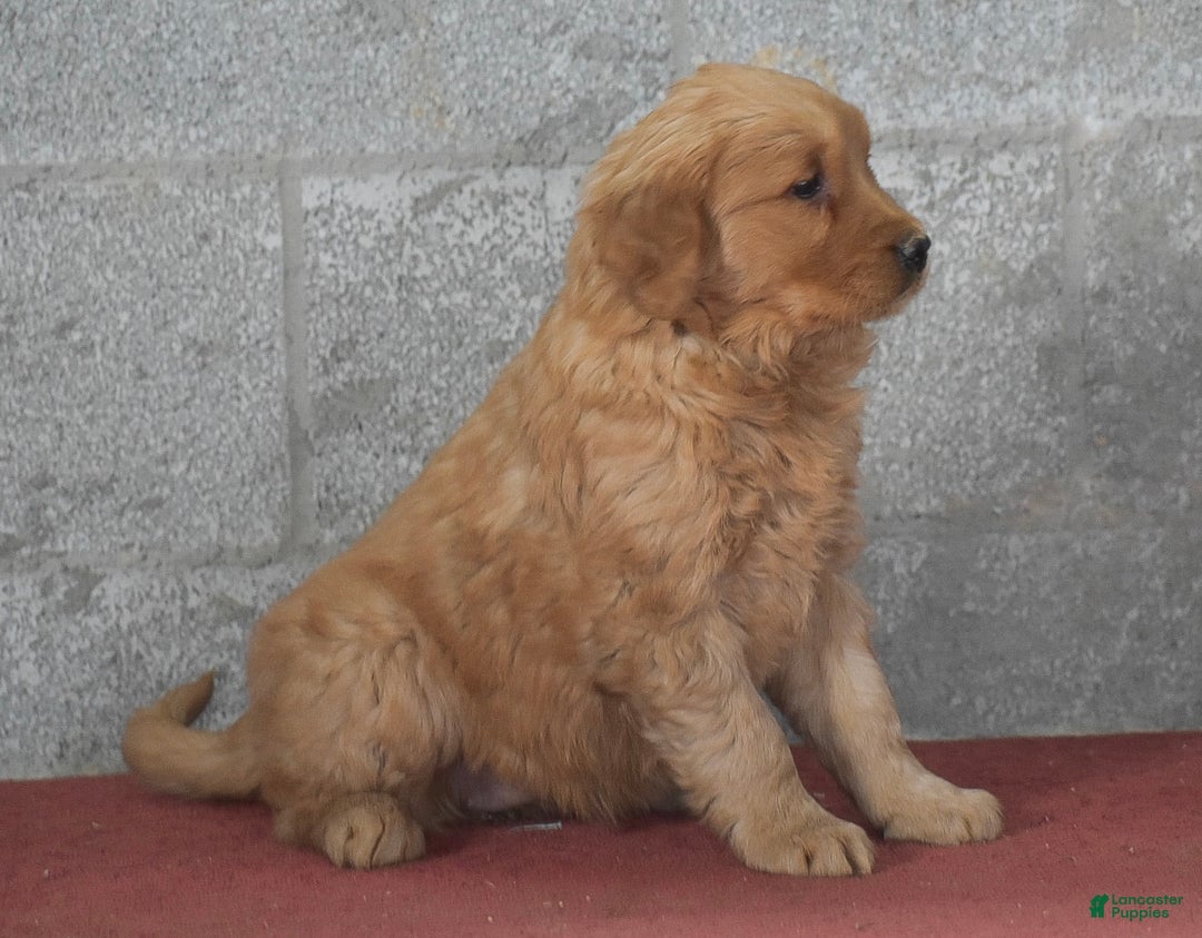 Golden Retriever dogs for sale: Darla - Ad 4