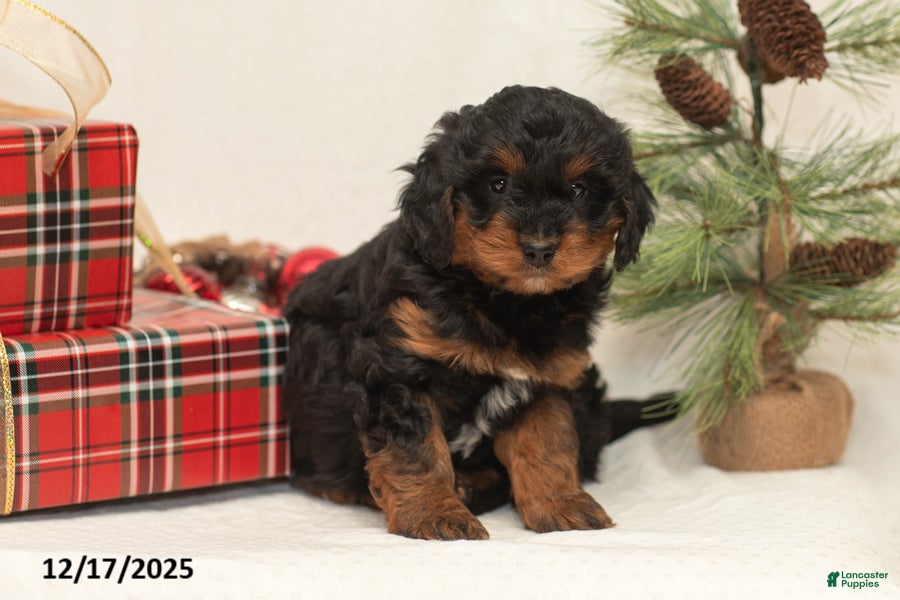 Mini Bernedoodle dogs Conner - Ad 37