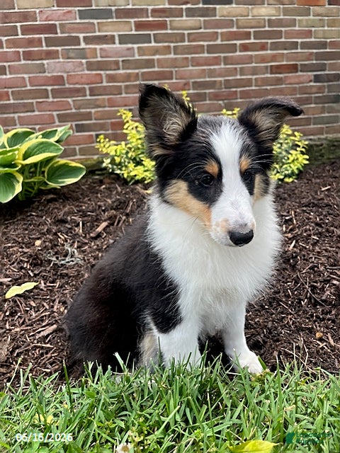 Shetland Sheepdog dogs Cathy - Ad 2