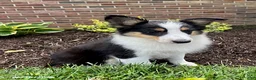 Shetland Sheepdog dogs for sale: Cathy - Ad 2