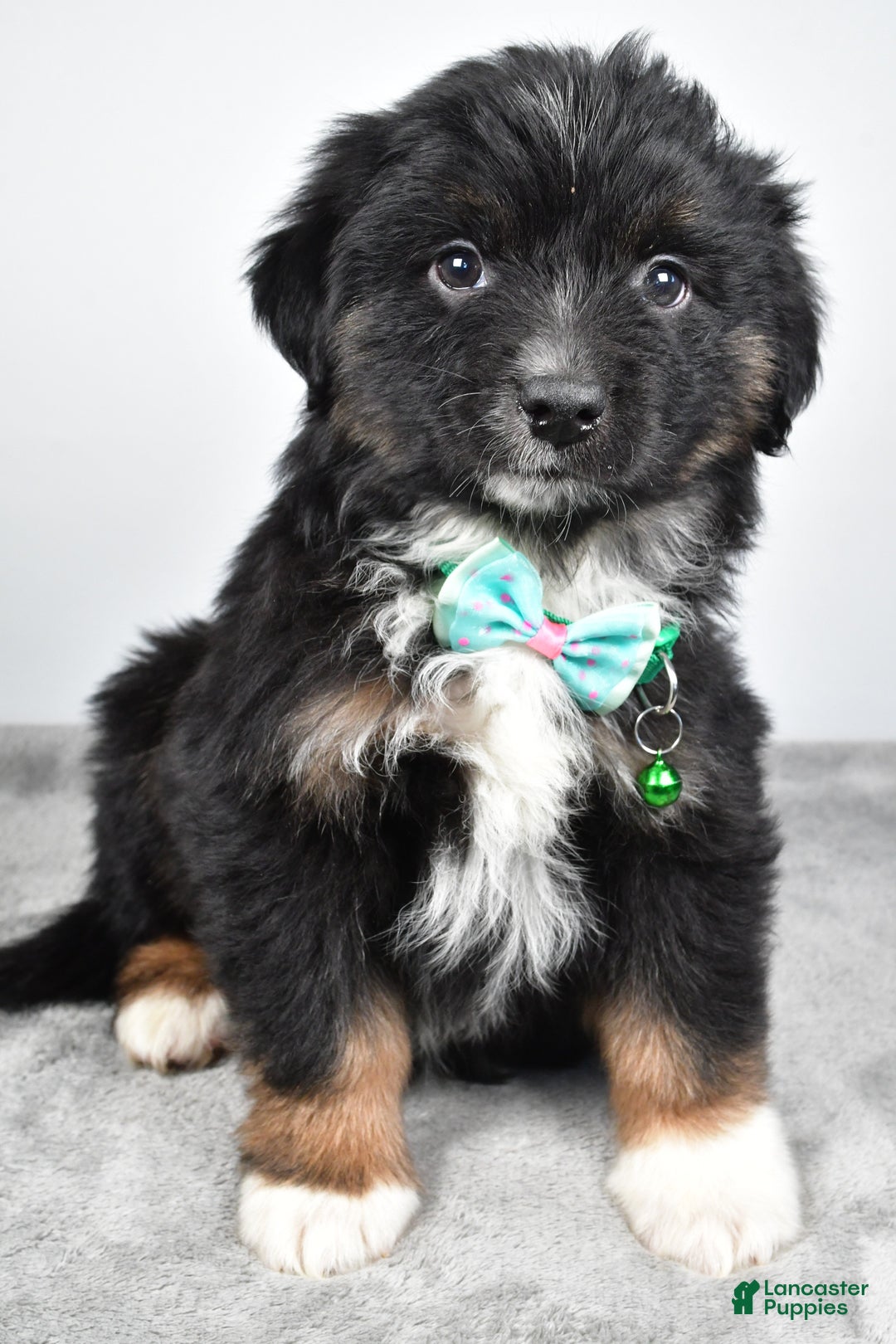 Miniature Australian Shepherd dogs for sale: Walter - Ad 3