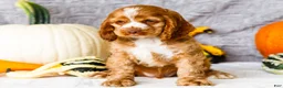 Cocker Spaniel dogs for sale: Polly - Ad 14