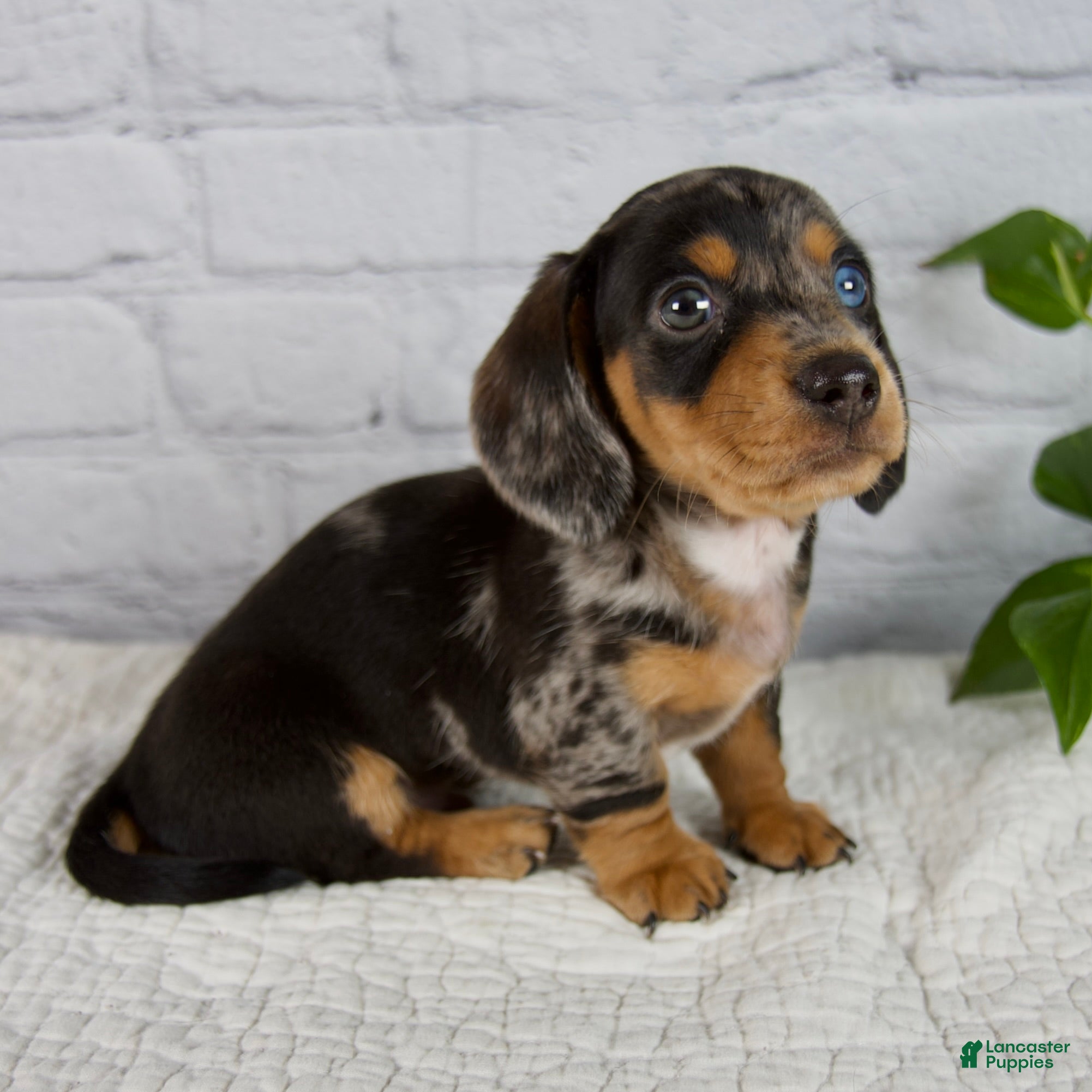 Miniature Dachshund dogs Hunter - Ad 2