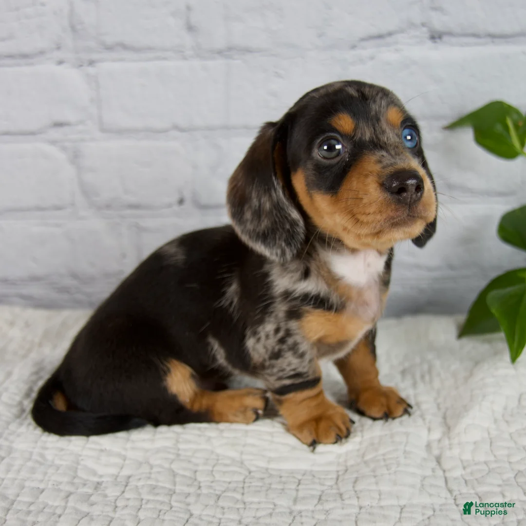 Miniature Dachshund dogs for sale: Hunter - Ad 2