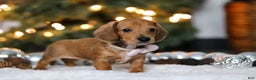 Miniature Dachshund dogs for sale: Willow - Ad 5