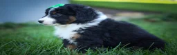 Mini Aussiedoodle dogs for sale: Landon💙 - Ad 6