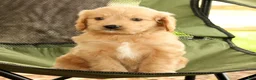 Mini Goldendoodle dogs for sale: Michelle - Ad 7