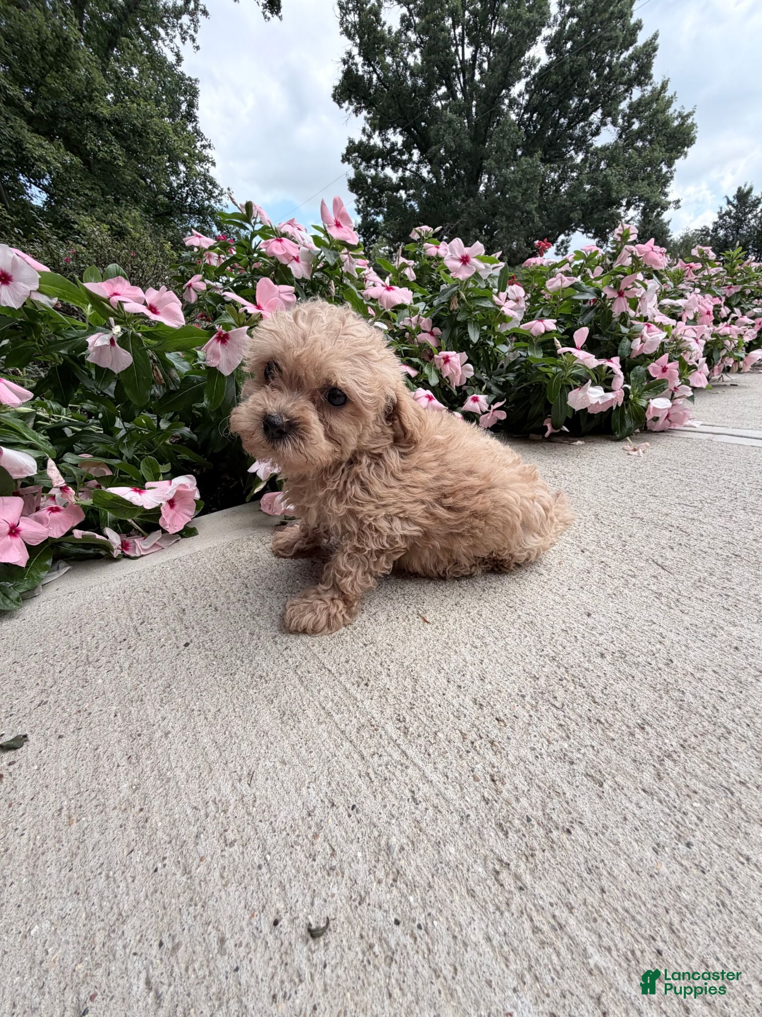 Maltipoo dogs Katie - Ad 1