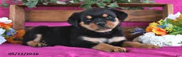 Rottweiler dogs for sale: Natalie - Ad 1