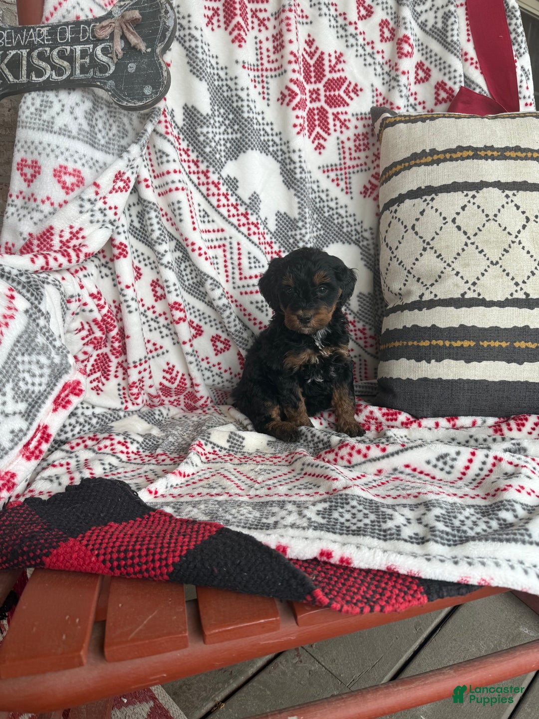Mini Bernedoodle dogs for sale: Carly - Ad 5