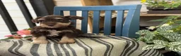 Miniature Schnauzer dogs for sale: Sophie - Ad 10