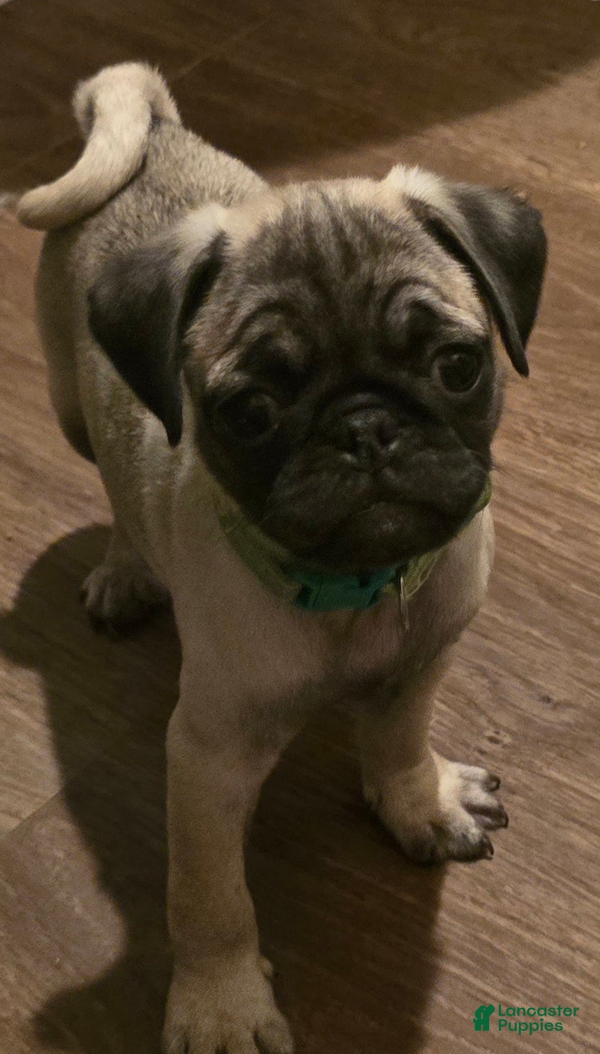 Pug dogs Bennie - Ad 1