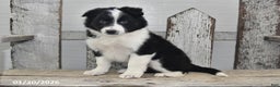 Border Collie dogs for sale: Captian - Ad 2