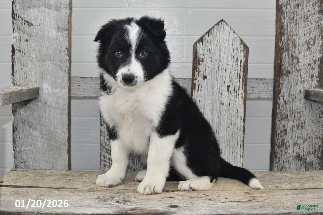 Border Collie dogs for sale: Captian - Ad 2