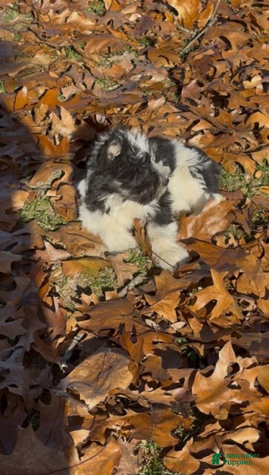 Miniature Schnauzer dogs for sale: Patches - Ad 4