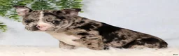 Frenchton dogs for sale: Tornado - Ad 5
