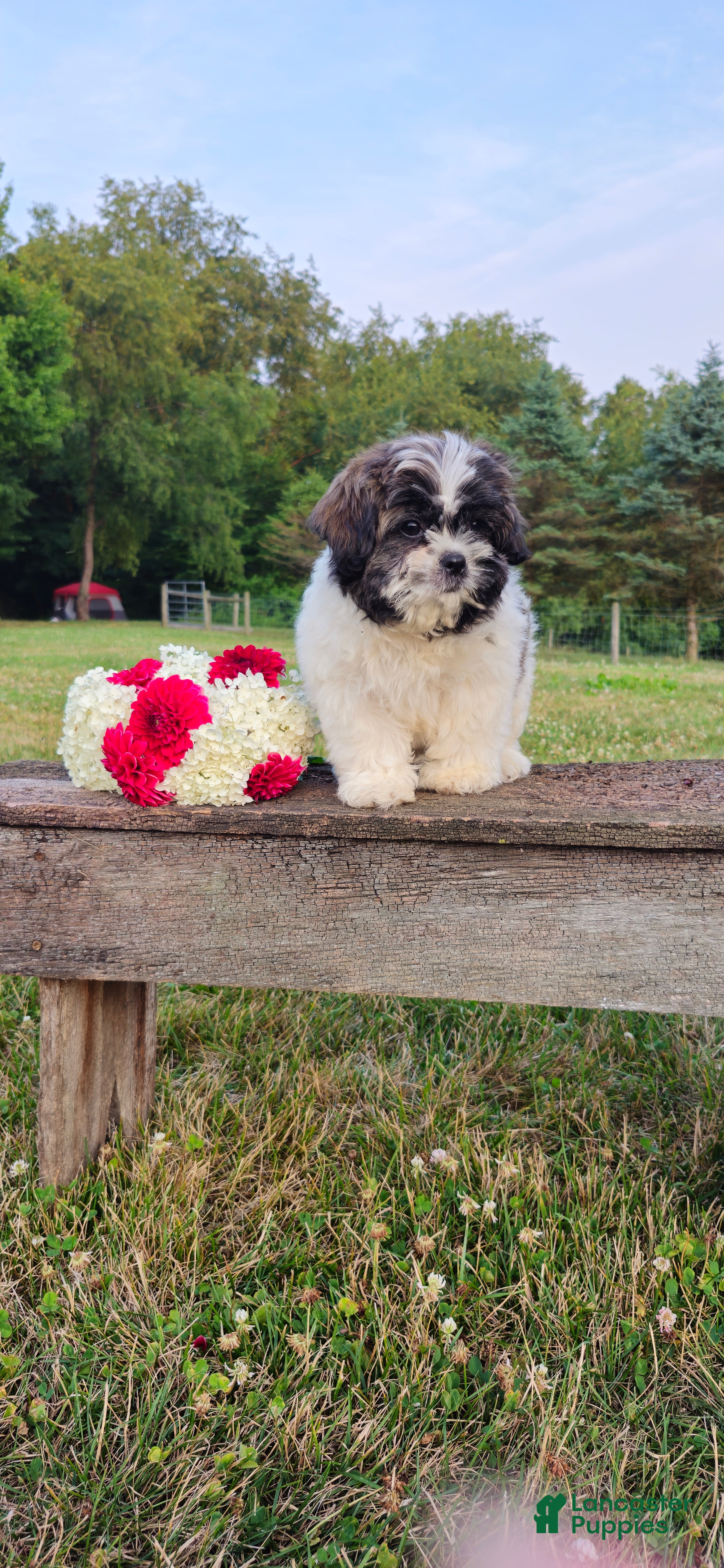 Teddy Bear dogs Buster - Ad 1