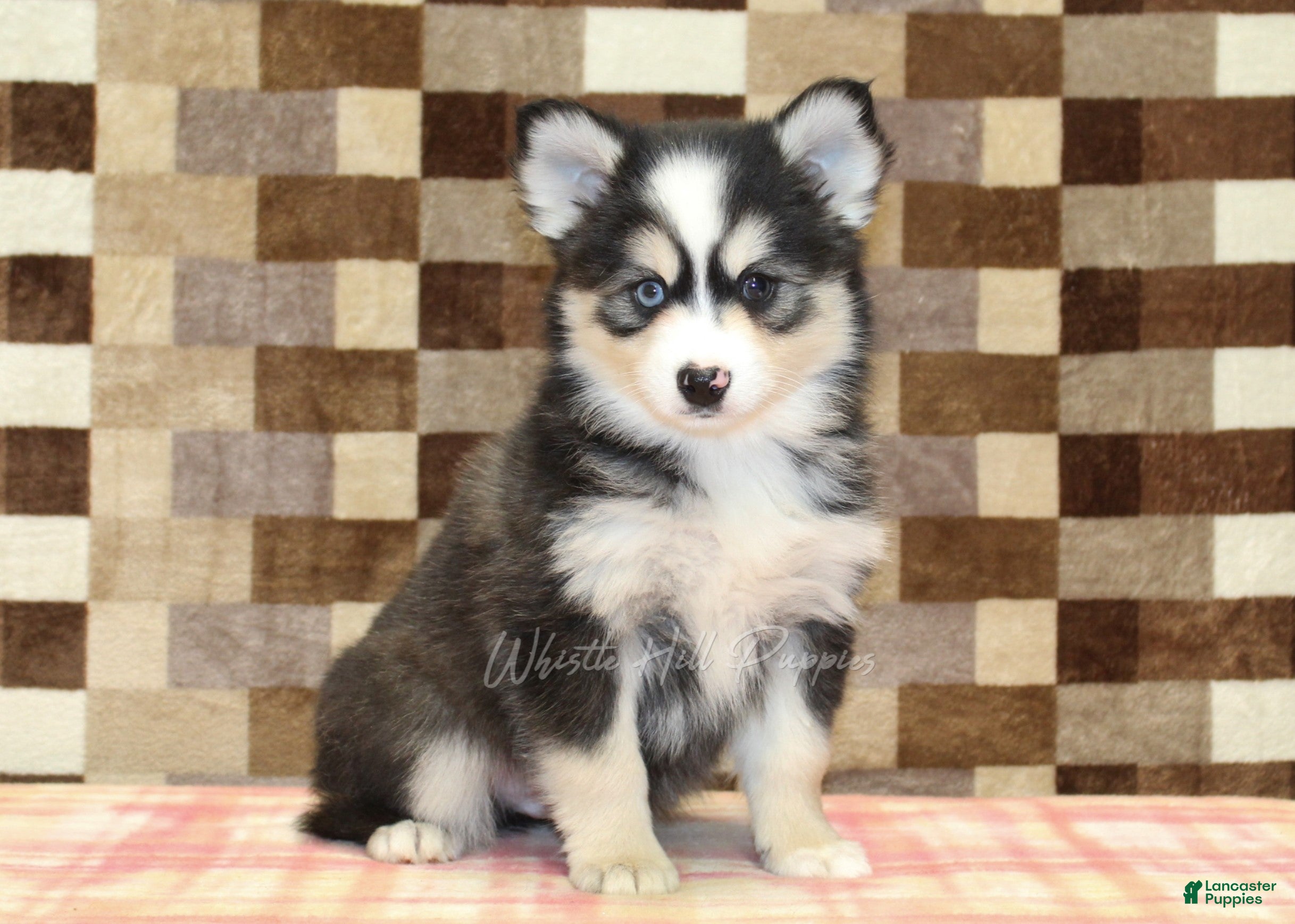 Pomsky dogs Bandit - Ad 31