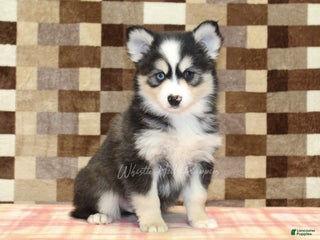 Pomsky dogs Bandit - Ad 31