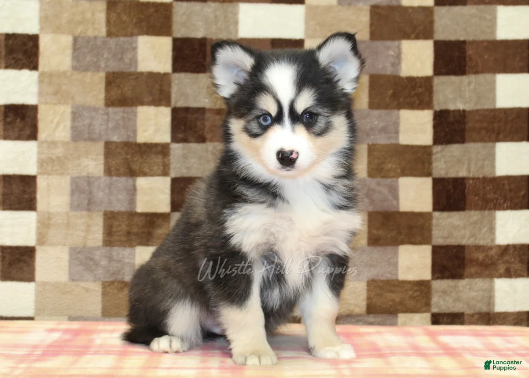 Pomsky dogs for sale: Bandit - Ad 1