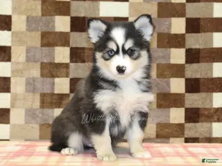 Pomsky dogs Bandit - Ad 13