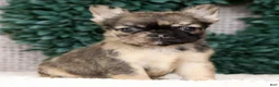 French Bulldog dogs for sale: Jesse - Ad 6