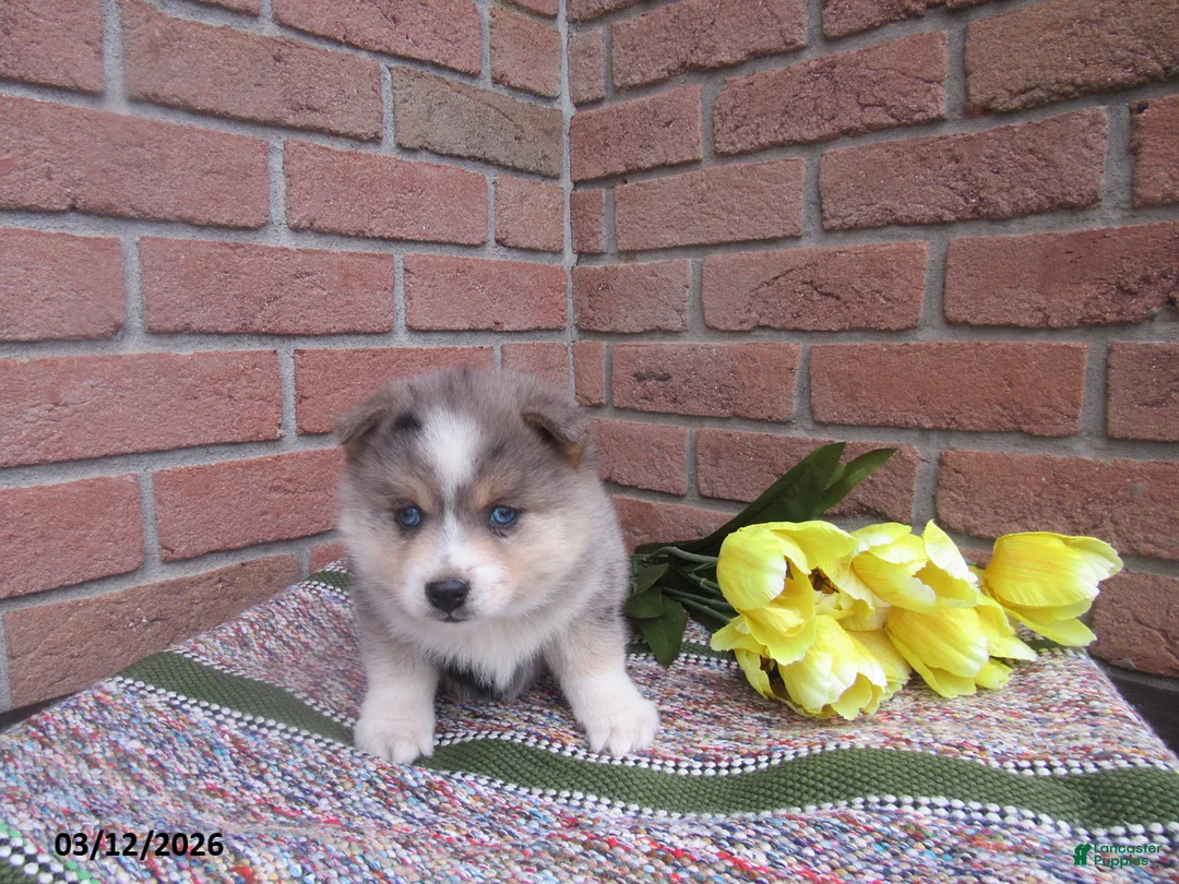 Pomsky dogs for sale: Bella   - Ad 3