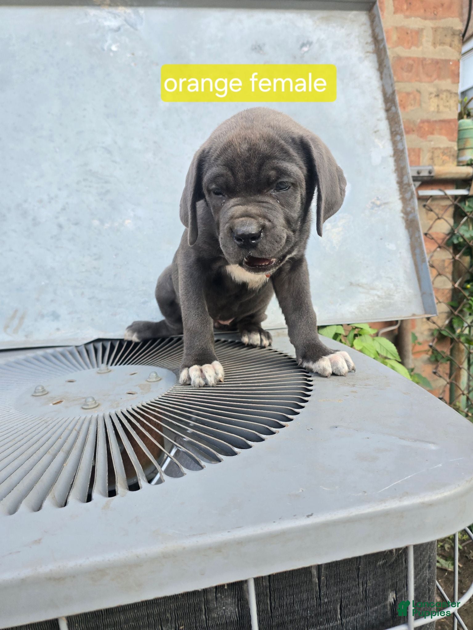 Cane Corso dogs Cane Corso 3 - Ad 1