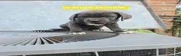 Cane Corso dogs for sale: Cane Corso 3 - Ad 1