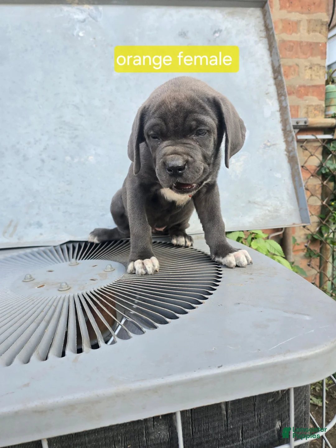 Cane Corso dogs for sale: Cane Corso 3 - Ad 1