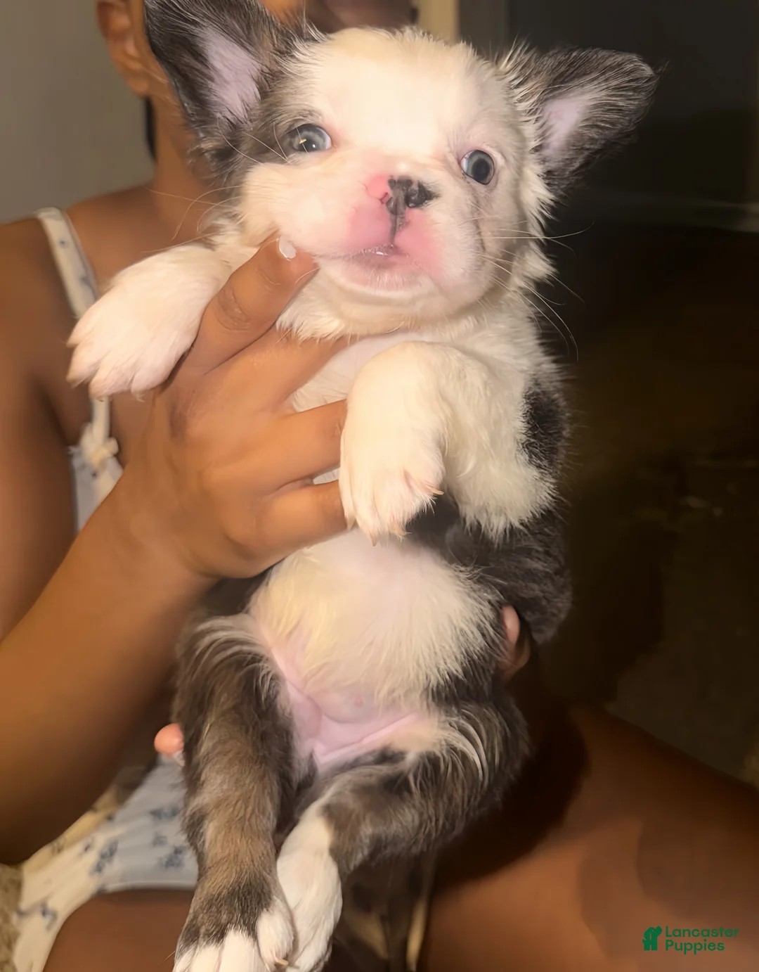 French Bulldog dogs for sale: French Bulldog Puppy 2 - Ad 1