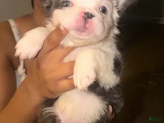 French Bulldog dogs French Bulldog Puppy 2 - Ad 30