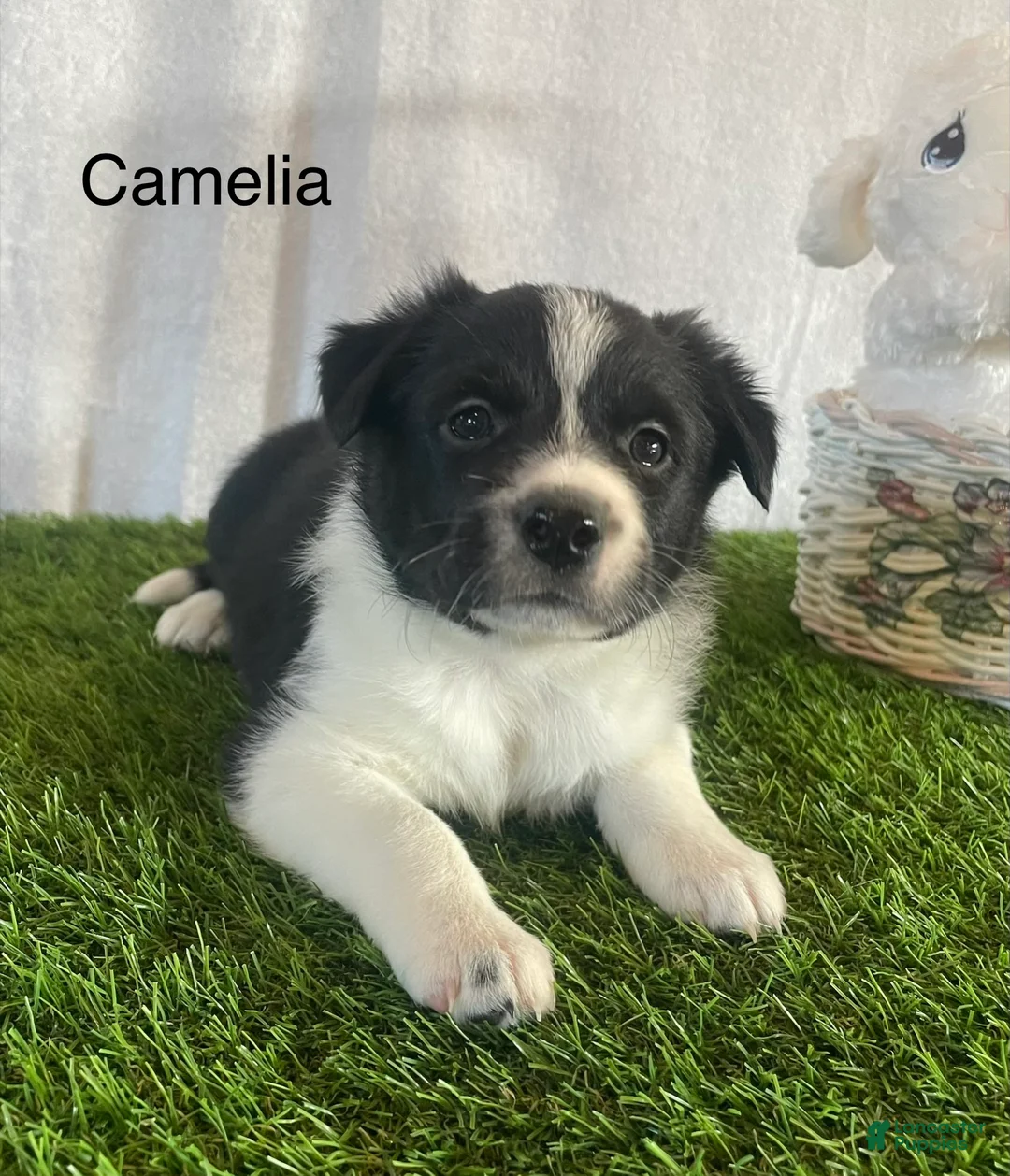 Border Collie dogs for sale: Border Collie Puppy 4 - Ad 1