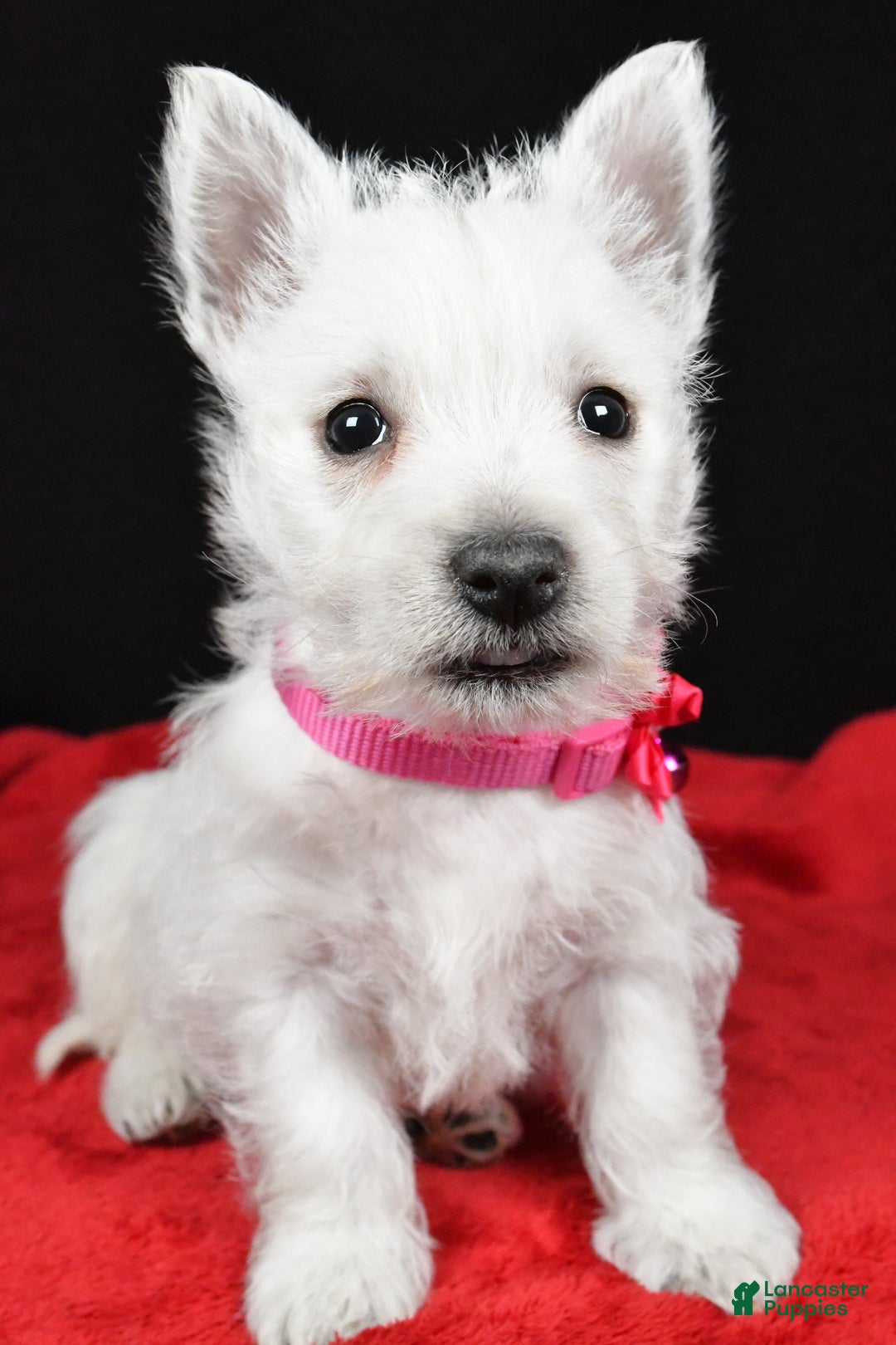 West Highland Terrier dogs for sale: Ellie - Ad 6