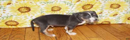 American Bully dogs for sale: XL American Bully 1 - Ad 2