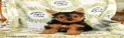 Yorkshire Terrier dogs for sale: Ribbon - Ad 3
