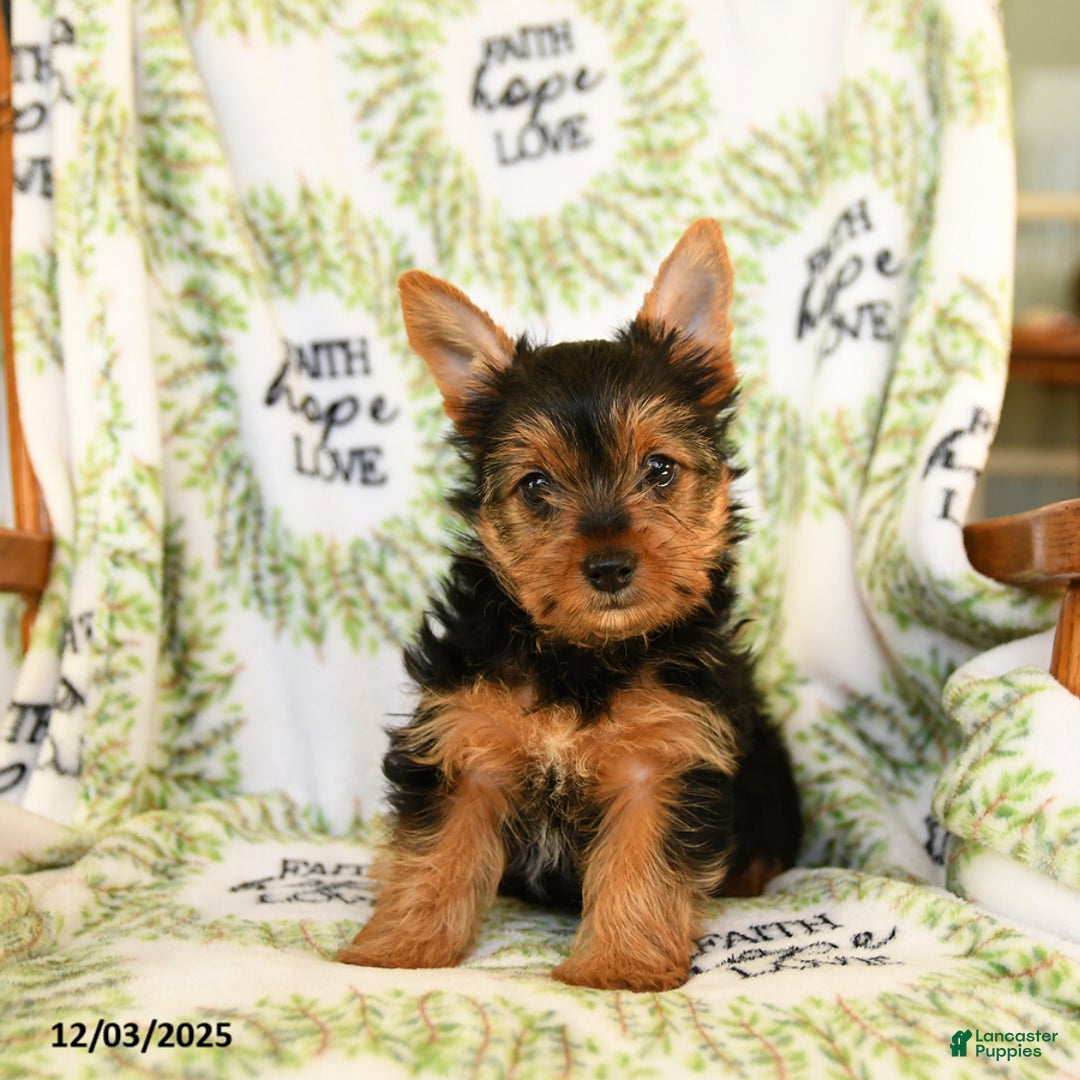 Yorkshire Terrier dogs for sale: Ribbon - Ad 3