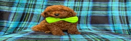 Mini Goldendoodle dogs for sale: Scooby - Ad 7