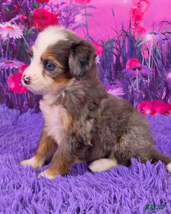 Mini Bernedoodle dogs Navi - Ad 2