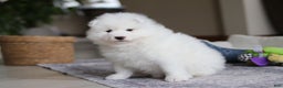 Samoyed dogs for sale: Beth - Ad 4
