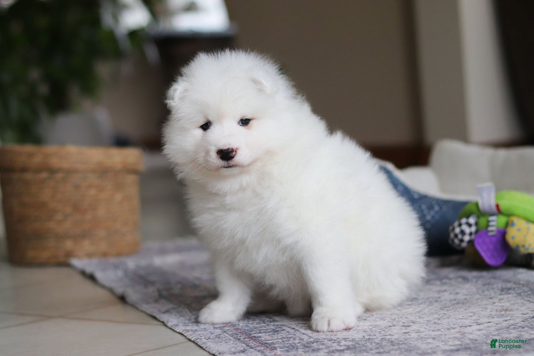 Samoyed dogs for sale: Beth - Ad 4