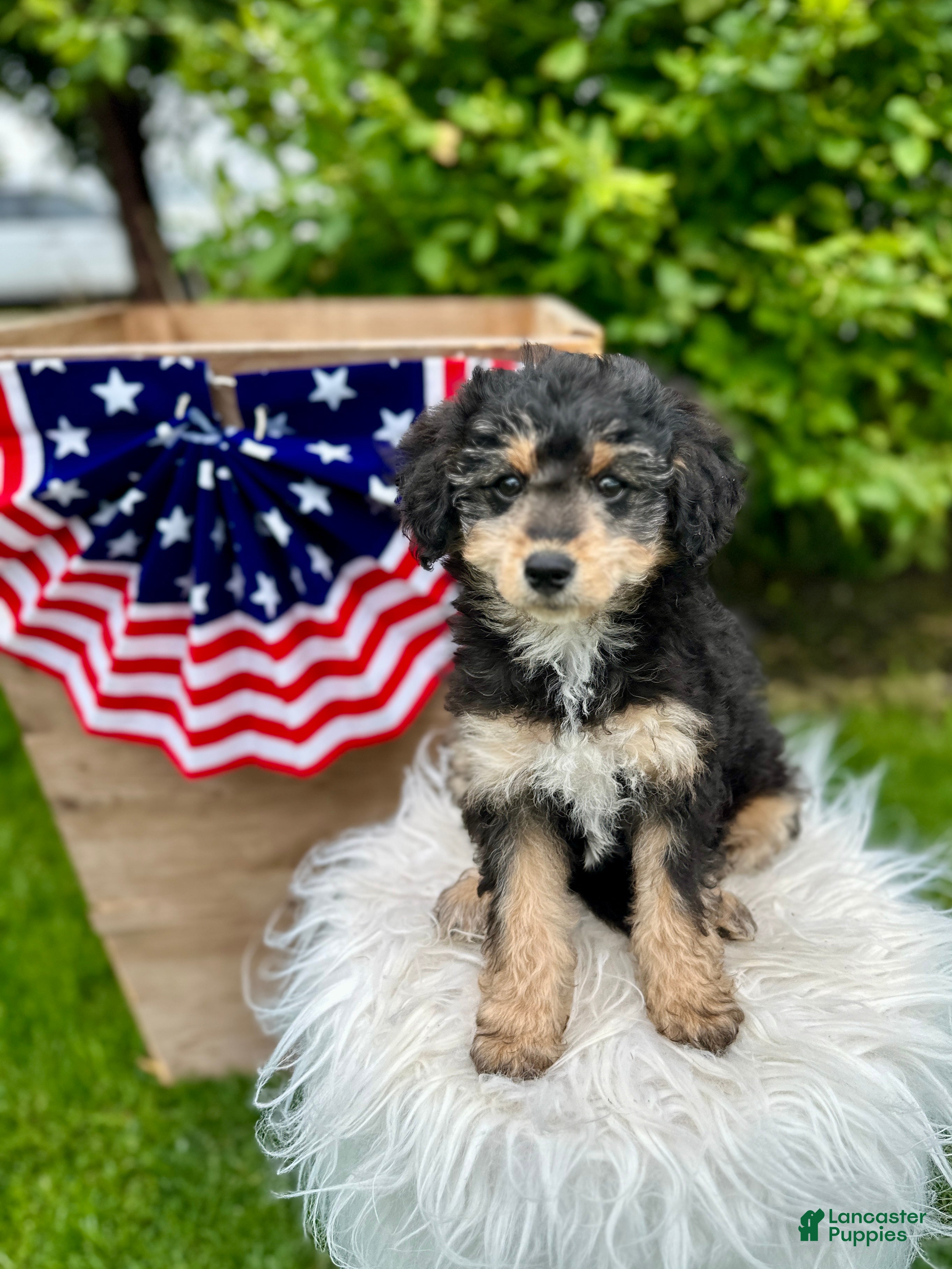 Mini Aussiedoodle dogs Penny - Ad 2