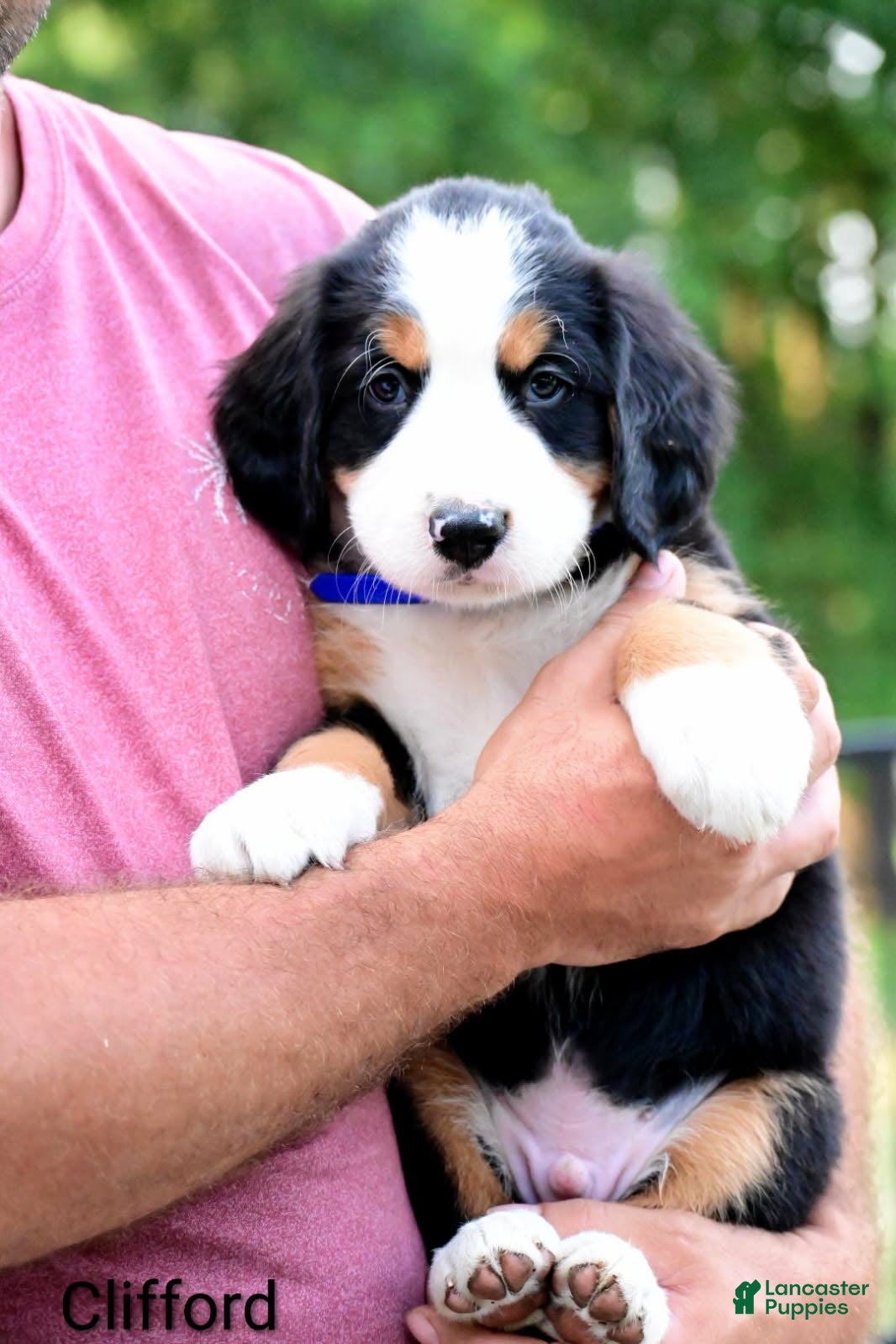 Bernese Mountain Dog dogs Clifford  - Ad 2